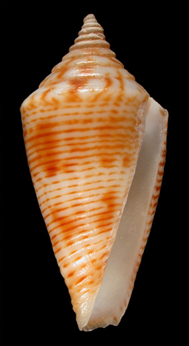 Conus moylani  Delsaerdt, 2000 Primary Type Image