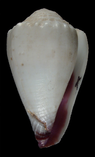 Conus nanus  Sowerby ii, 1833 Primary Type Image