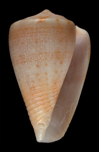 Conus neglectus  A. Adams, 1854 Primary Type Image