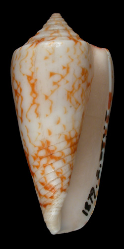 Conus neptunoides  Smith, 1880 Primary Type Image