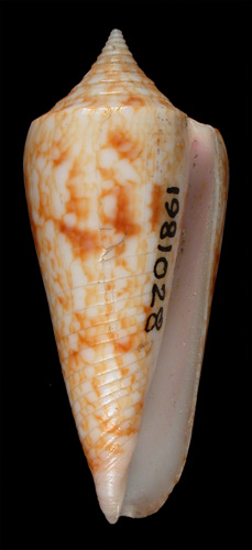 Conus neptunus  Reeve, 1843 Primary Type Image