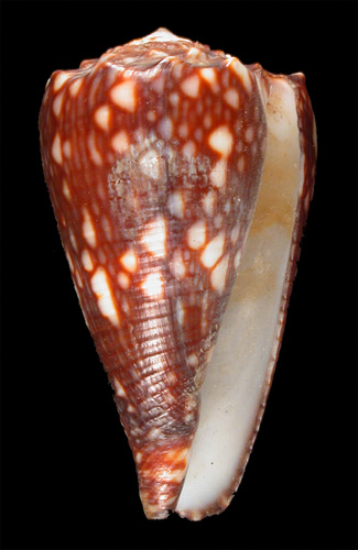 Conus nigrescens  Sowerby ii, 1859 Primary Type Image