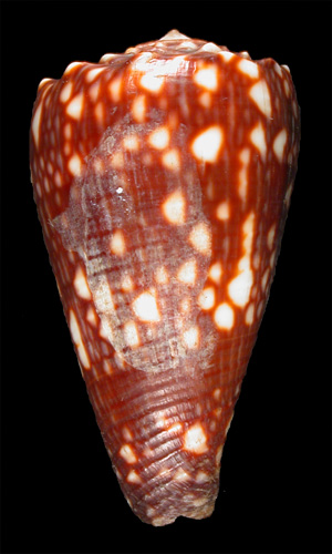 Conus nigrescens  Sowerby ii, 1859  Image