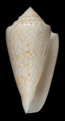 Conus nodulosus  Sowerby ii, 1864 Primary Type Image