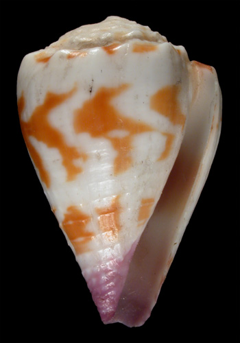 Conus nux  Broderip & Sowerby, 1833 Primary Type Image