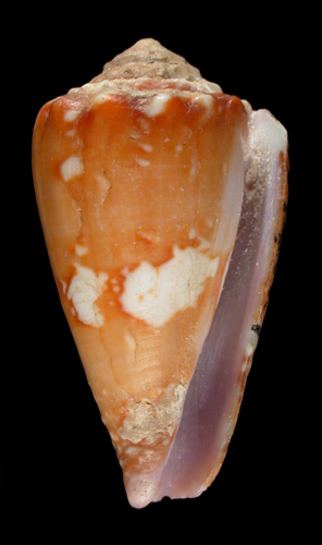 Conus optimus  Sowerby iii, 1913 Primary Type Image