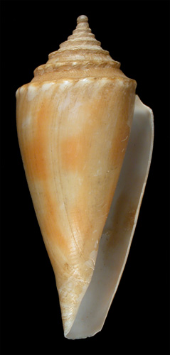 Conus papillaris  A. Adams & Reeve, 1848 Primary Type Image