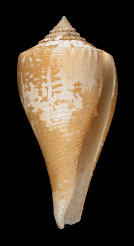 Conus patricius  Hinds, 1843 Primary Type Image