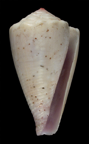 Conus pigmentatus  A. Adams & Reeve, 1848 Primary Type Image