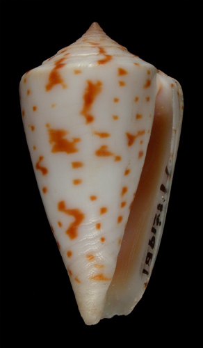 Conus piperatus  Reeve, 1844 Primary Type Image