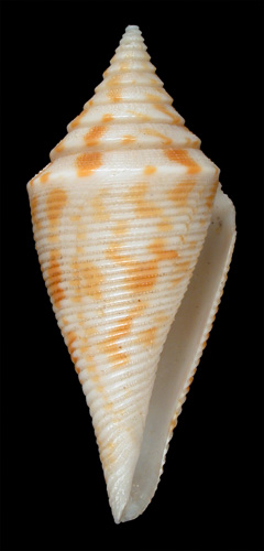 Conus praecellens  A. Adams, 1854 Primary Type Image