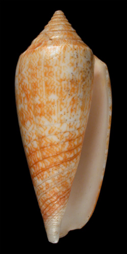 Conus prevosti  Sowerby iii, 1881 Primary Type Image