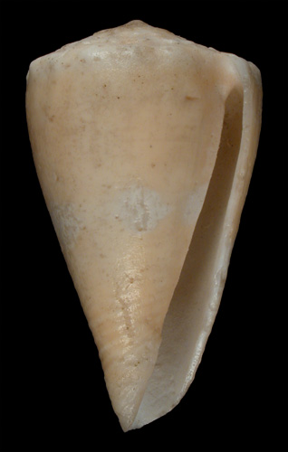 Conus primula  Reeve, 1849  Image