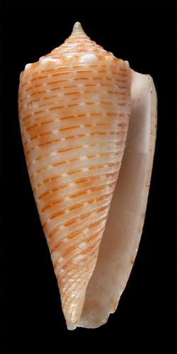 Conus pulcher  A. Adams, 1854 Primary Type Image