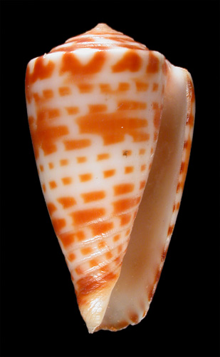 Conus quadratomaculatus  Sowerby ii, 1866 Primary Type Image