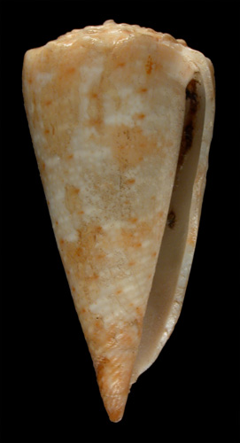 Conus queketti  Smith, 1906 Primary Type Image