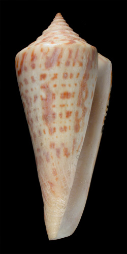 Conus recurvus  Broderip & Sowerby, 1833 Primary Type Image