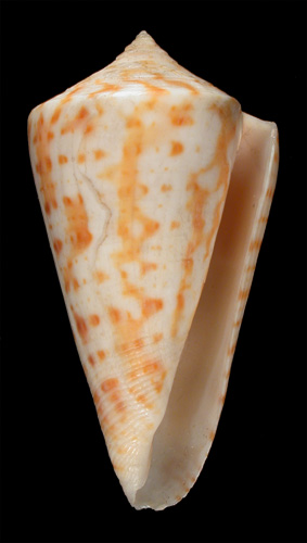 Conus regularis  Sowerby ii, 1833 Primary Type Image