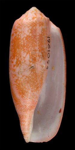 Conus geographus rosea  Sowerby ii, 1833 Primary Type Image