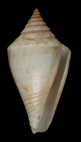 Conus selectus  A. Adams, 1855 Primary Type Image