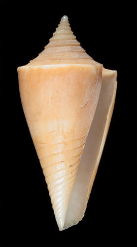 Conus semisulcatus  Sowerby, 1870 Primary Type Image