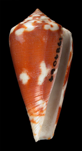 Conus signifer  Crosse, 1865 Primary Type Image