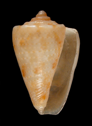 Conus (Stephanoconus) smithi  Angas, 1877 Primary Type Image