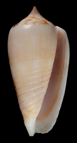 Conus solomonensis  Delsaerdt, 1992 Primary Type Image