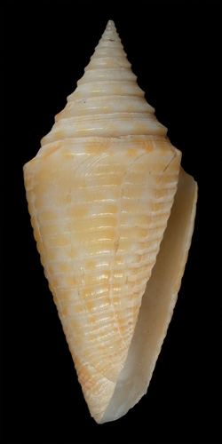 Conus sowerbii  Reeve, 1849 Primary Type Image