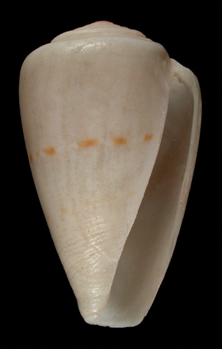 Conus succinctus  A. Adams, 1854 Primary Type Image