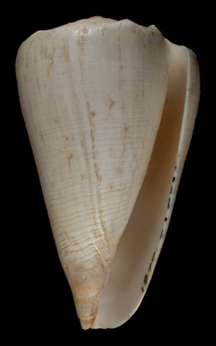 Conus suffusus  Sowerby iii, 1870 Primary Type Image