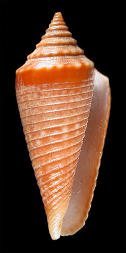 Conus sulciferus  A. Adams, 1854 Primary Type Image