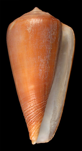 Conus unicolor  Sowerby, 1884 Primary Type Image