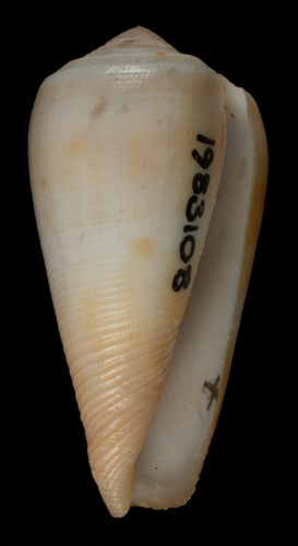 Conus ustulatus  Reeve, 1844 Primary Type Image