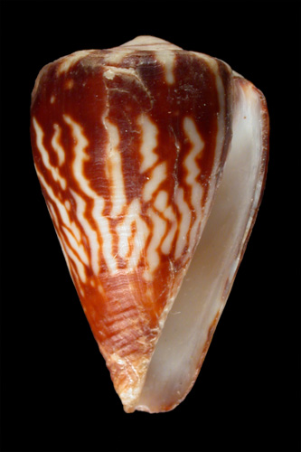 Conus verdensis  Trovao, 1979 Primary Type Image