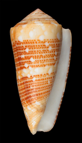 Conus victor  Broderip, 1842  Image