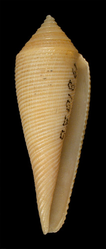 Conus vimineus  Reeve, 1849 Primary Type Image