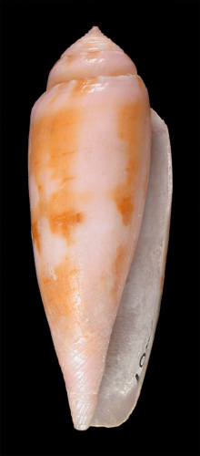 Conus viola  Cernohorsky, 1977 Primary Type Image