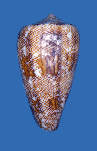 Conus abbas  Hwass in Bruguière, 1792 Primary Type Image