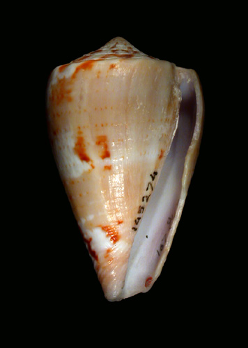 Conus abbotti  Clench, 1942 Primary Type Image