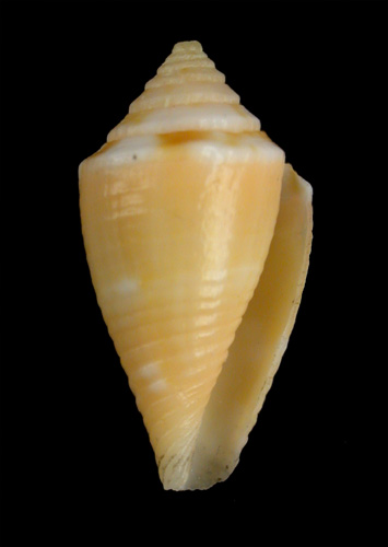 Conus abrolhosensis  Petuch, 1987 Primary Type Image