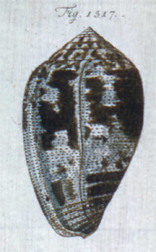 Conus achatinus  Gmelin, 1791 Representation of Lectotype Image