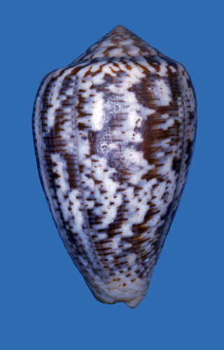 Conus achatinus  Hwass in Bruguière, 1792 Primary Type Image