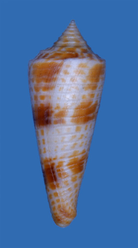 Conus aculeiformis  Reeve, 1844 Primary Type Image