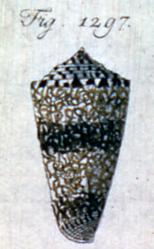 Conus acuminatus  Hwass in Bruguière, 1792 Representation of Lectotype Image