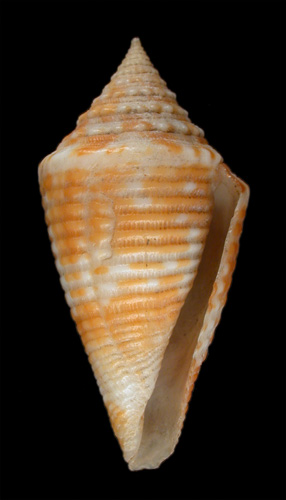 Conus acutangulus  Lamarck, 1810 Primary Type Image