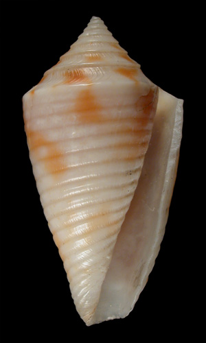 Conus acutimarginatus  Sowerby ii, 1866 Primary Type Image