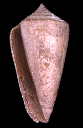 Conus adversarius  Conrad, 1840 Primary Type Image