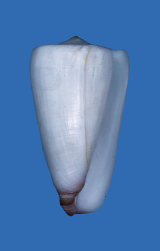 Conus aegrotus  Reeve, 1849 Primary Type Image