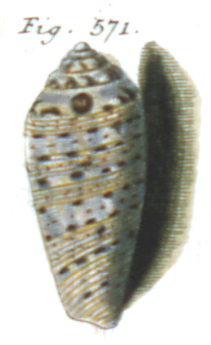 Conus affinis  Gmelin, 1791 Representation of Lectotype Image